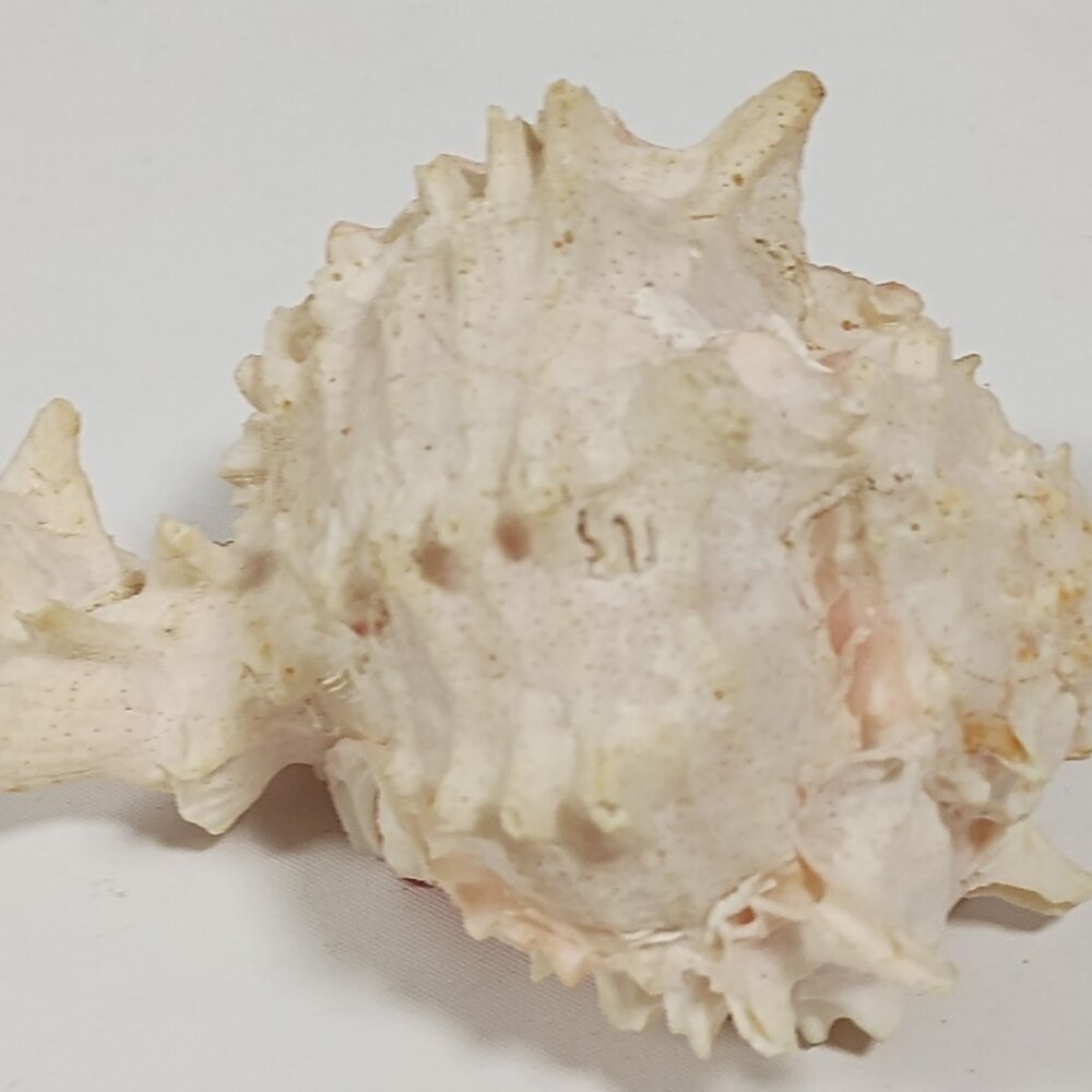 Seashell Indo-Pacific Ocean Chicoreus Ramosus Ramose Murex Conch